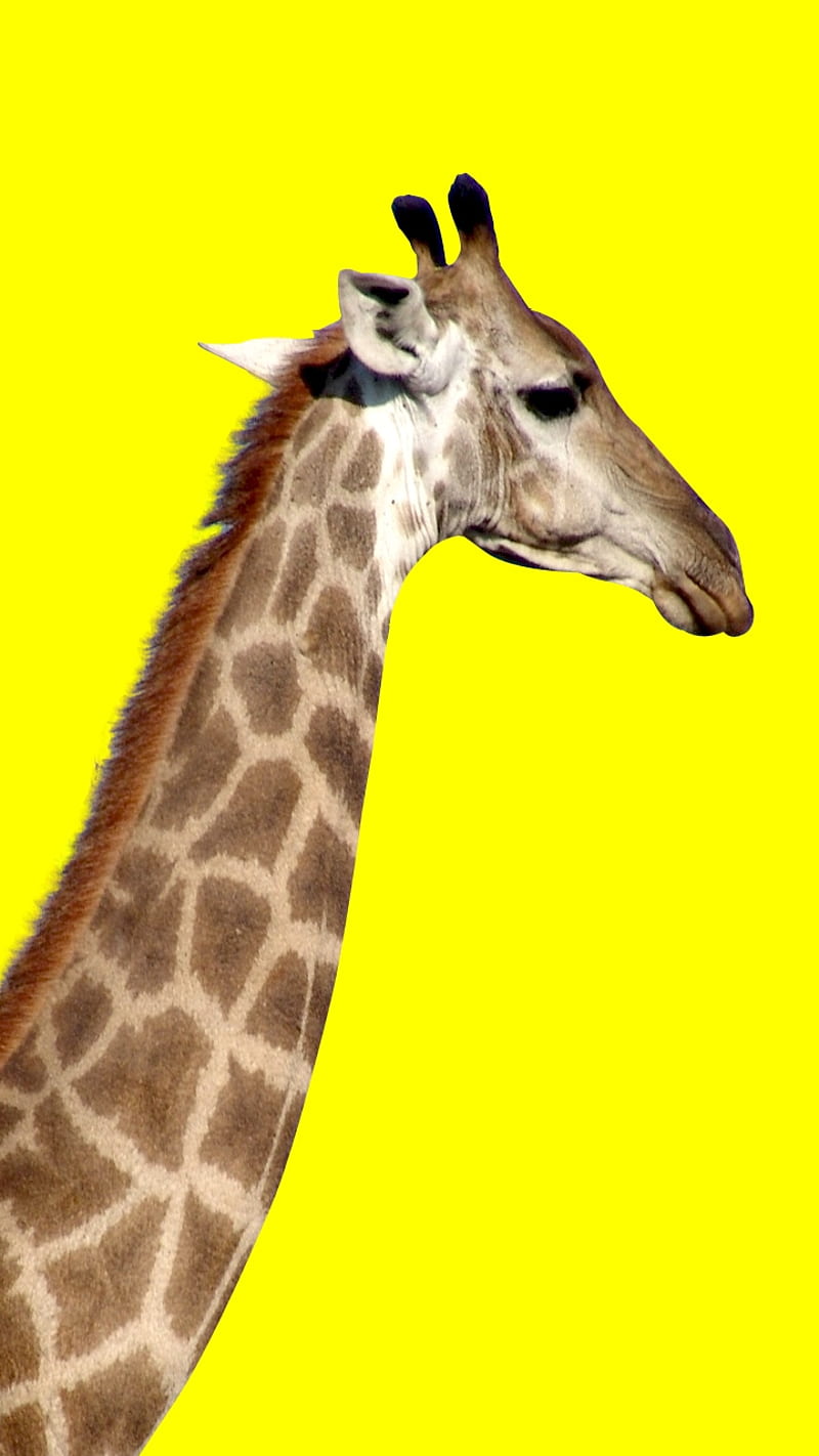 Giraffe Yellow, HD phone wallpaper