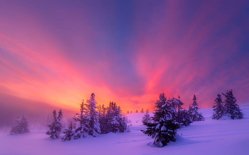 Winter, Sky, Snow, Tree, Sunrise, HD wallpaper | Peakpx