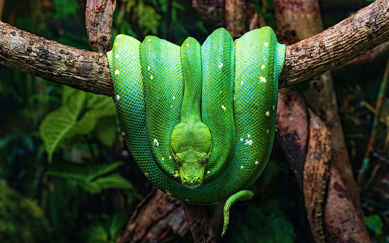 Green tree python wildlife, jungle, green snake, Morelia viridis, snakes, HD wallpaper