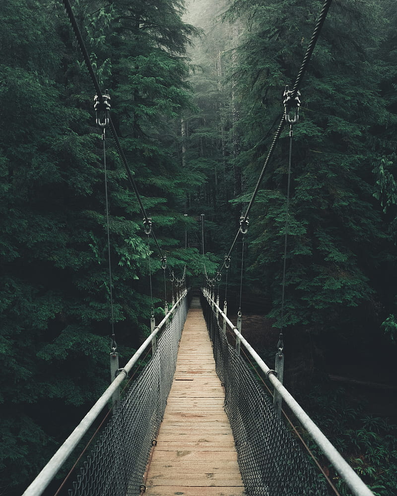 bridge, forest, fog, suspension bridge, rope bridge, HD phone wallpaper