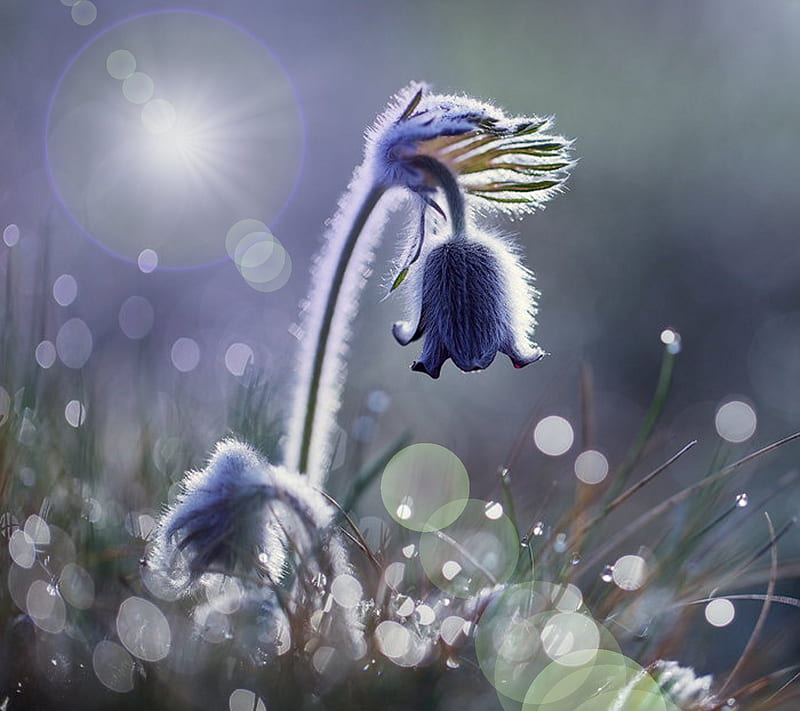 spring flower, blue, bud, field, fuzz, grass, meadow, stem, HD wallpaper