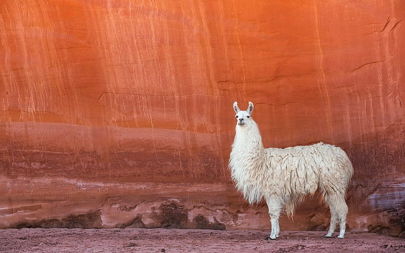 llama, wildlife, South America, Andes, mountain animals, HD wallpaper