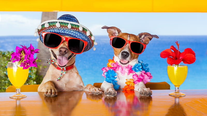 :D, colorful, bar, paw, caine, animal, sea, hat, sunglasses, beach, jack russell terrier, summer, drink, funny, dog, HD wallpaper