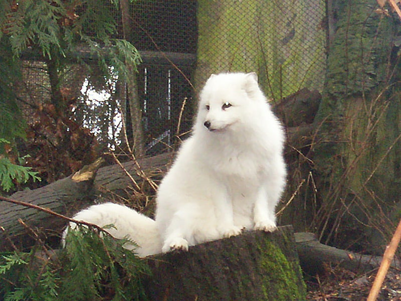 Watchfox, cute, arctic fox, fox, guard, camoflouge, white, watching, HD ...