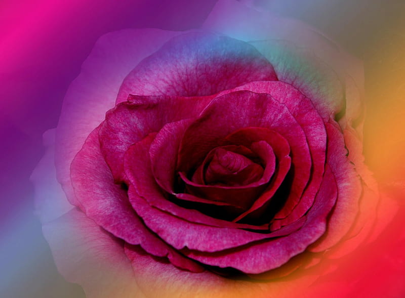 Multi-coloured Rose, rainbow stripes, deep pink rose, HD wallpaper