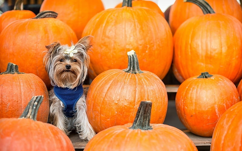 Yorkshire Dog And Pumpkins, Pumpkin, Dogs, Animals, Persimmon, HD wallpaper