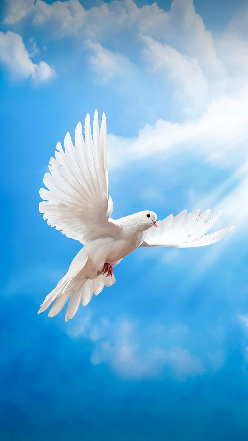White, angel, birds, black, dove, feeling, love, loving, peace, rest, HD  phone wallpaper | Peakpx