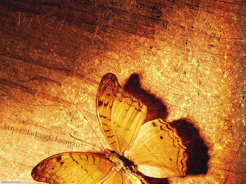 Butterfly, digital, 3d, abstract, HD wallpaper | Peakpx