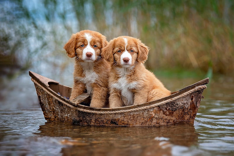 Two in a boat, dog, boat, water, vara, brown, summer, caine, puppy, HD wallpaper