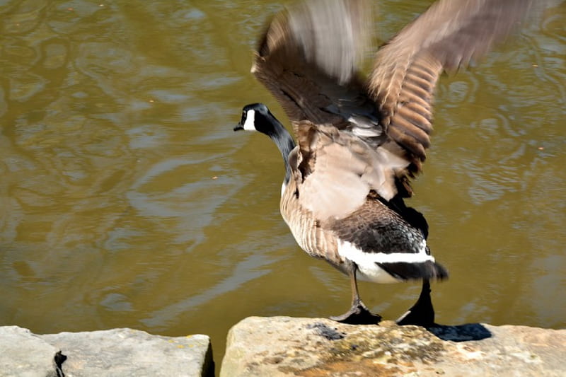 Fly Away Duck, duck, canadian geese, goose, canadian goose, HD wallpaper