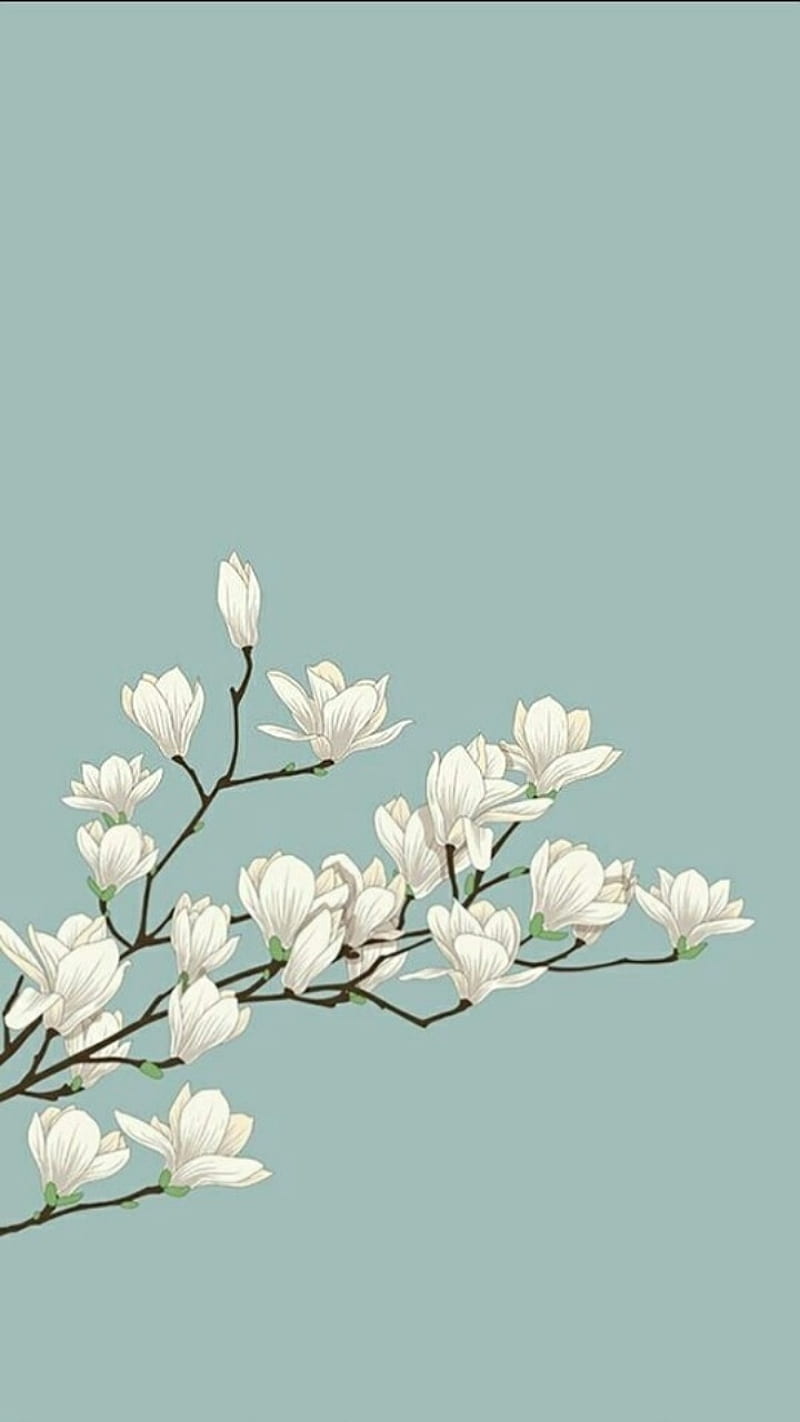 Lily, bonito, classy, elegance, flower, white, HD phone wallpaper