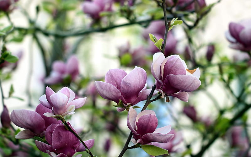 magnolia, spring pink flowers, bloom, spring, garden, beautiful trees, HD wallpaper