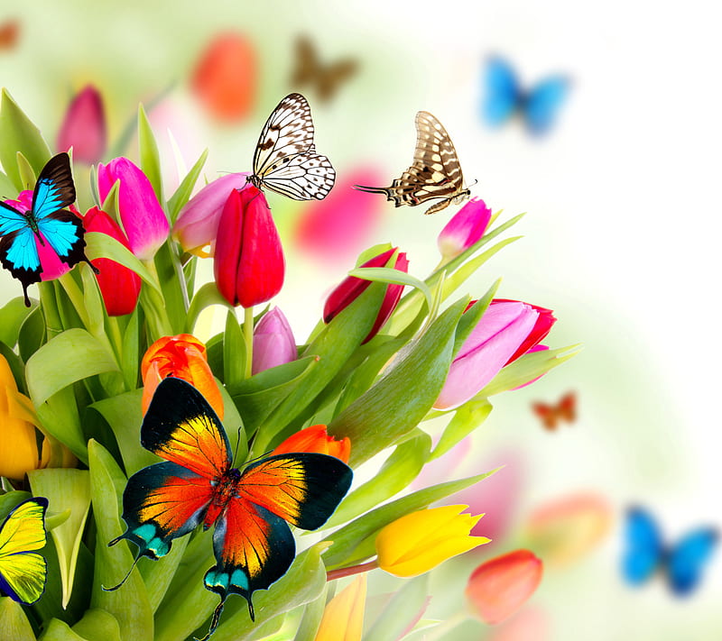 Tulips and Butterfli, butterflies, HD wallpaper | Peakpx