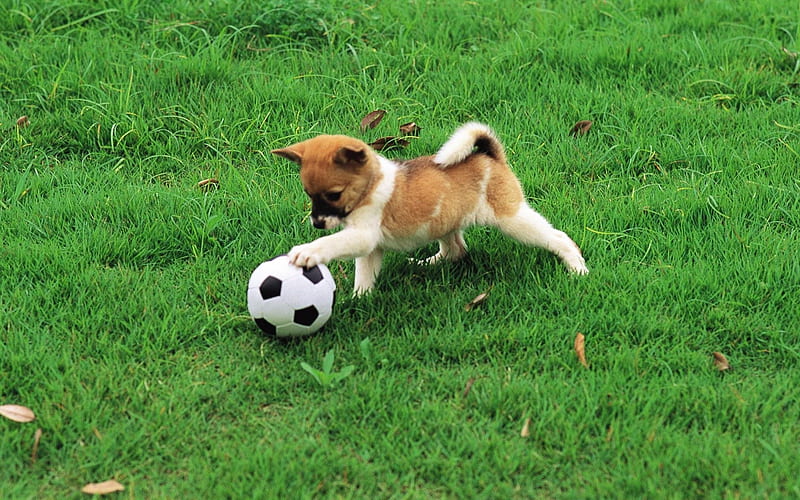 soccer star, soccer, ball, grass, puppy, dog, HD wallpaper