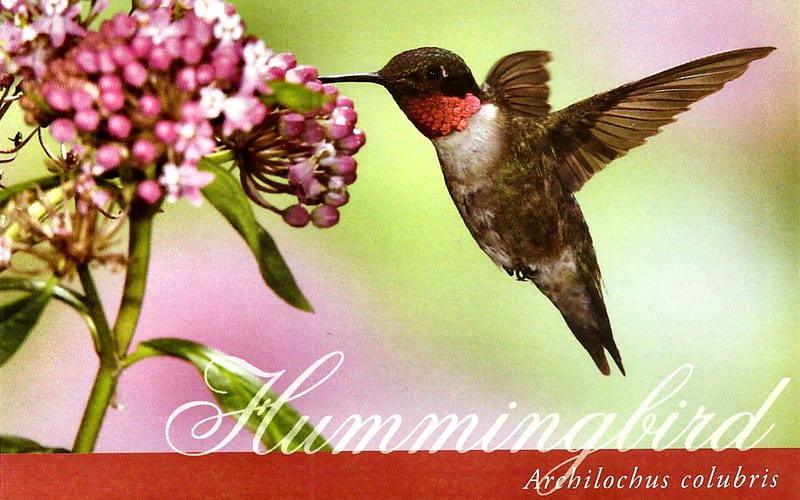 Ruby-throated Hummingbird 1, hummingbird, animal, rubythroated, graphy, bird, avian, wide screen, wildlife, HD wallpaper
