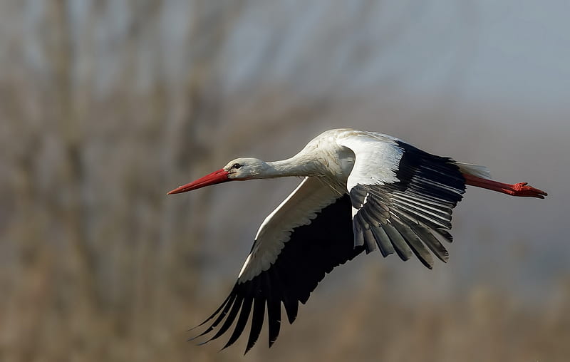 Stork, white, wings, bird, pasari, black, barza, HD wallpaper