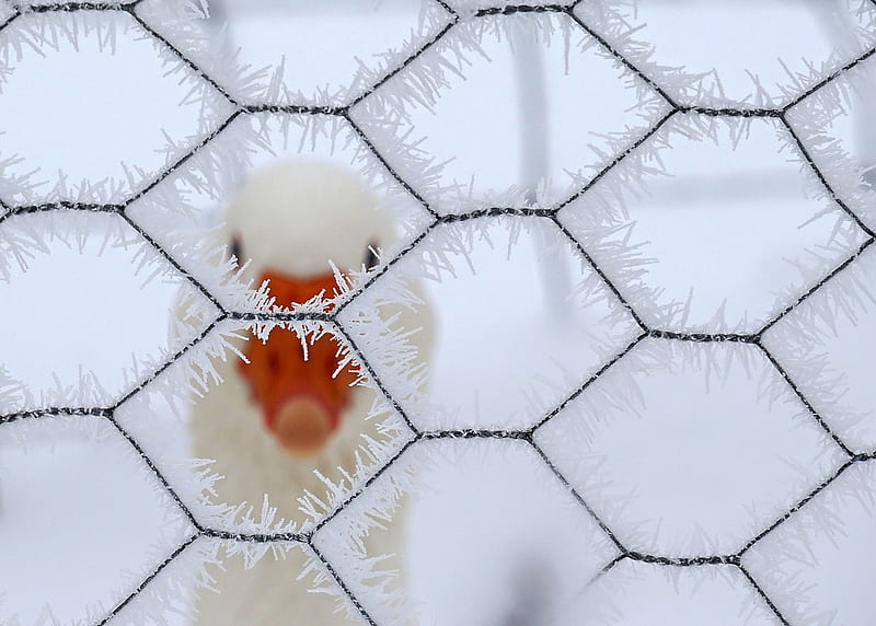Snow Fun in Here, Beak, Frost, Orange, Wire, Goose, White, Looking, Snow, HD wallpaper