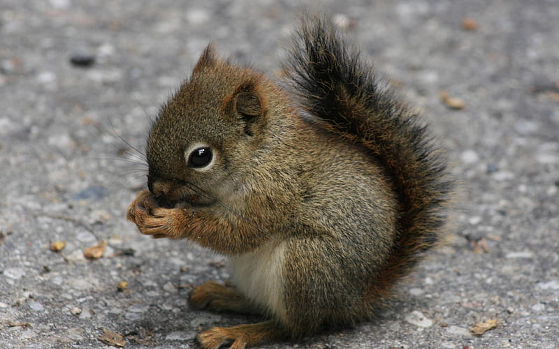 animal squirrel baby-Animal, HD wallpaper