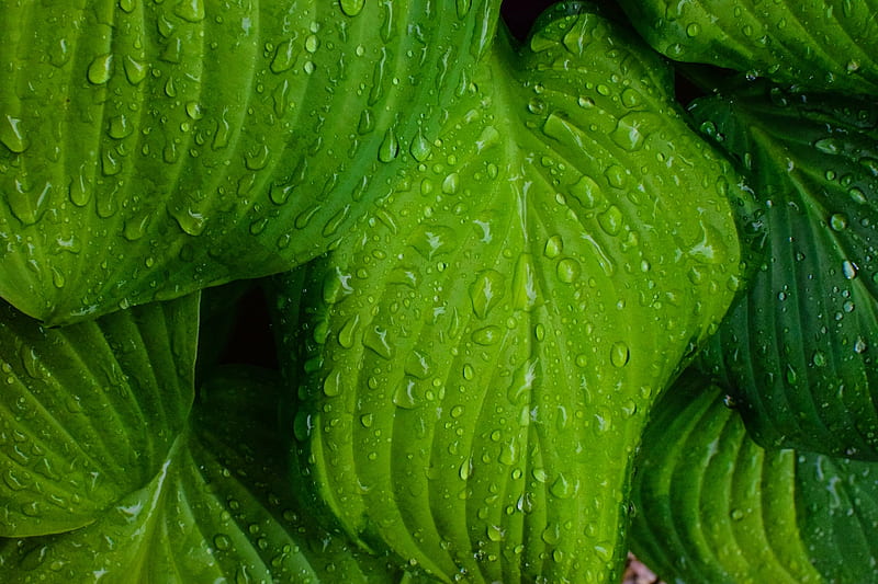 Lush Dieffenbachia, green, lush, plant, folliage, Dieffenbachia, drops, HD wallpaper