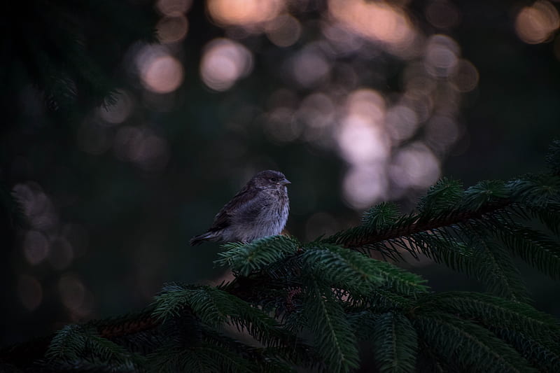 Little Bird In Forest, birds, forest, HD wallpaper