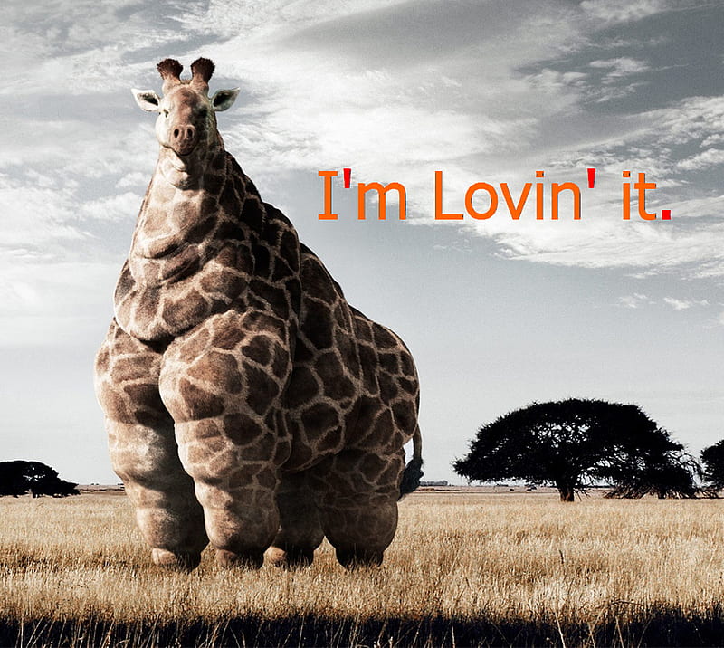 loving it, Africa, fat, funny, giraffe, hilarious, mcdonalds, HD wallpaper
