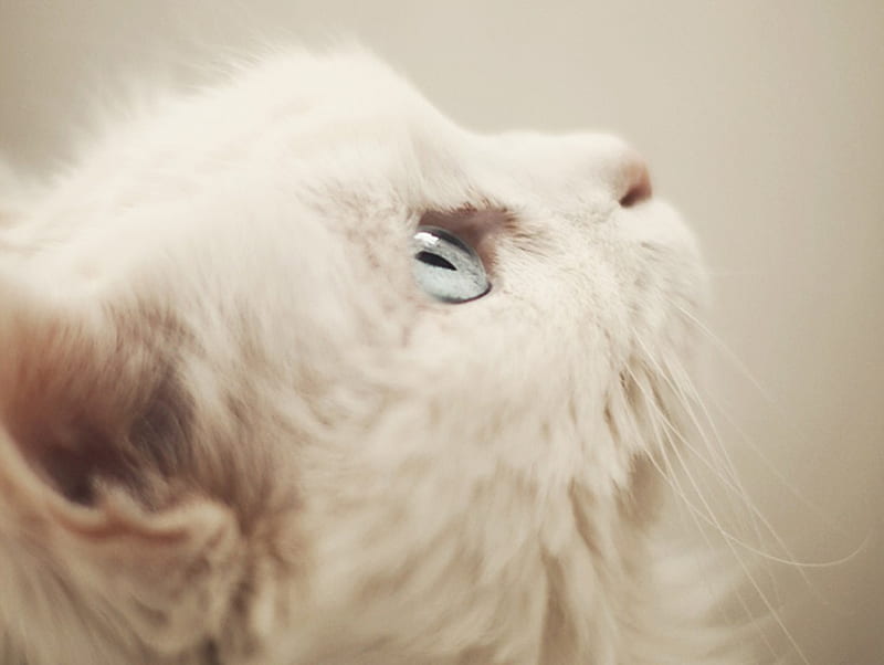 Blue Eyes, cute, lovely, fluffy, white, cat, eyes, kitten, HD wallpaper