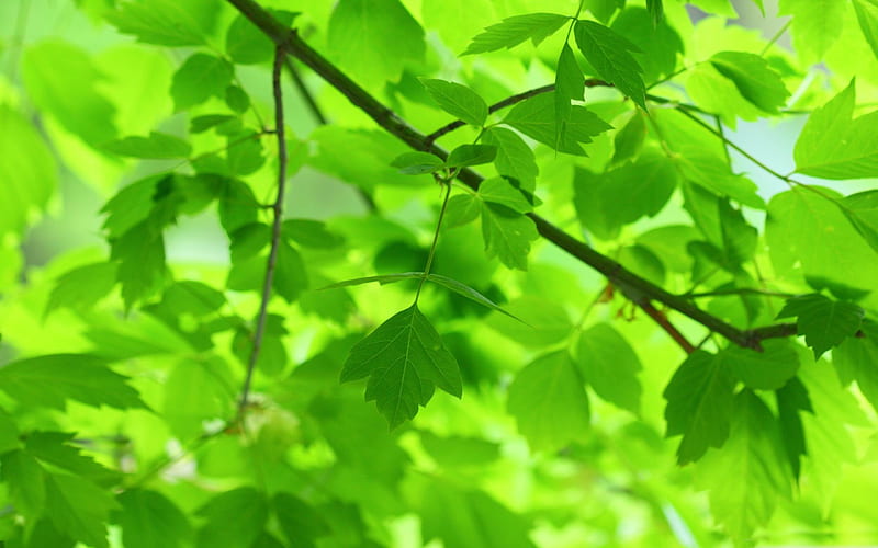 green leaves and branches-Fresh nature green plants, HD wallpaper
