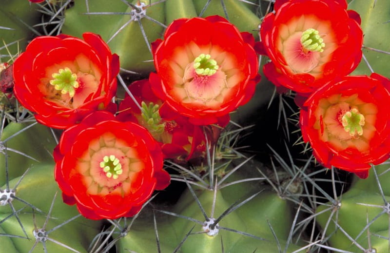 Red Cactus, Red, Cactus, Flowers, Flower, HD wallpaper | Peakpx