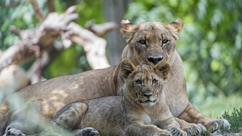 Leones con superficial de árboles verdes león, Fondo de pantalla HD | Peakpx