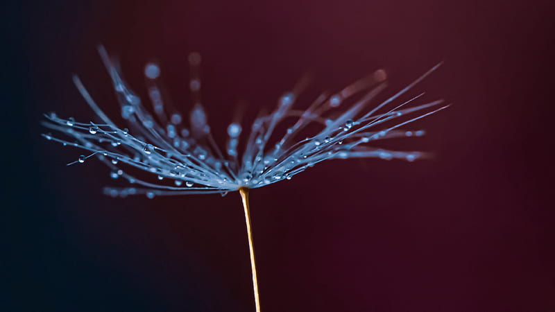 Dandelion Water Drops In Black Background Nature, HD wallpaper