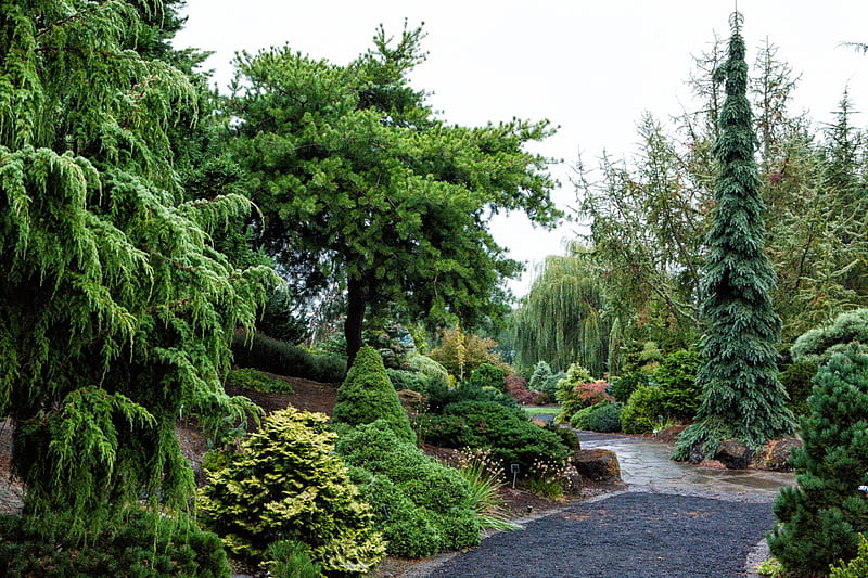 Oregon Garden, plimbarile, imi plac, miros minunat, printre conifere, HD wallpaper