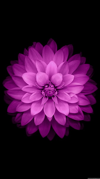 HD wallpaper apple iphone apple flower flowers iphone lotus original pink purple stock thumbnail