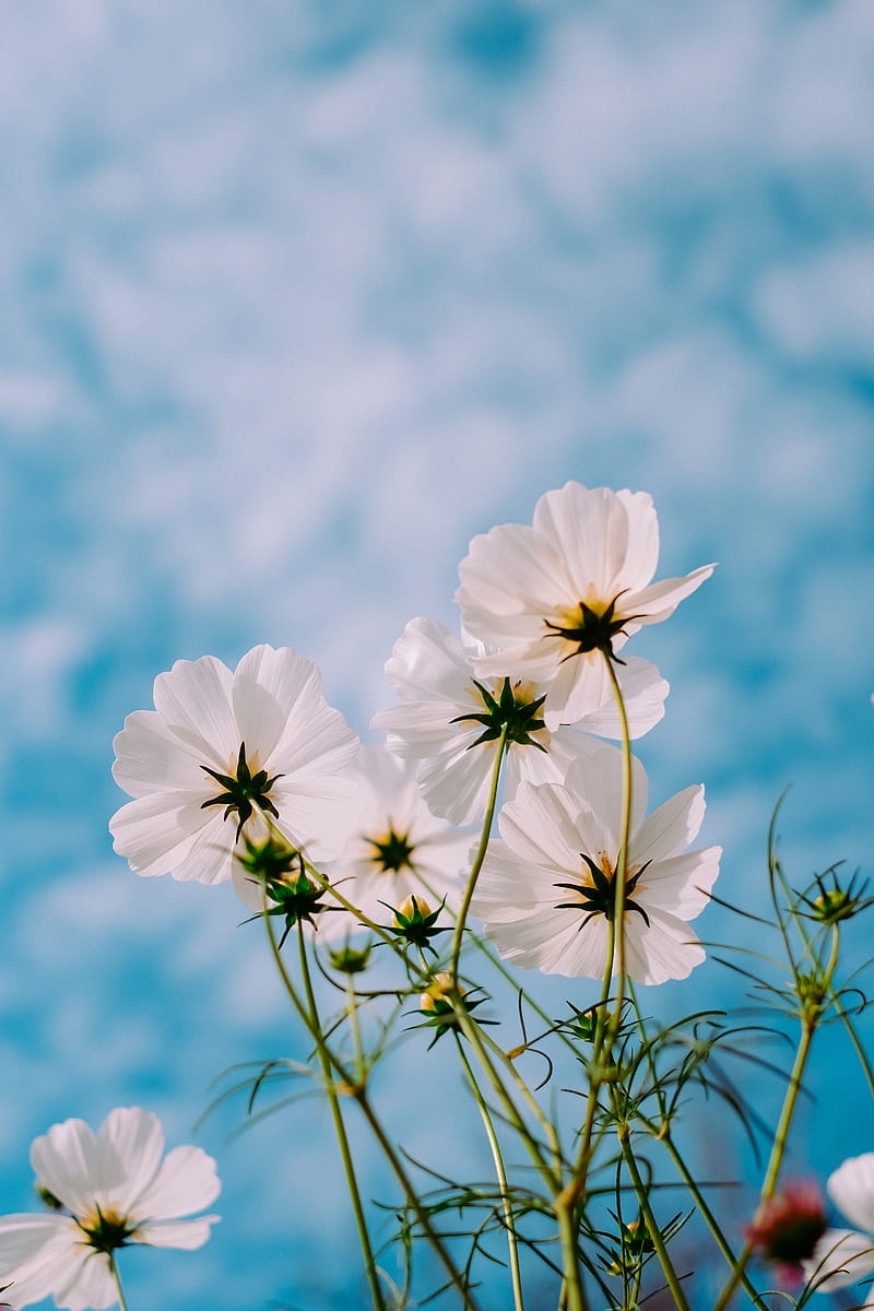 white petaled flowers during day, HD phone wallpaper