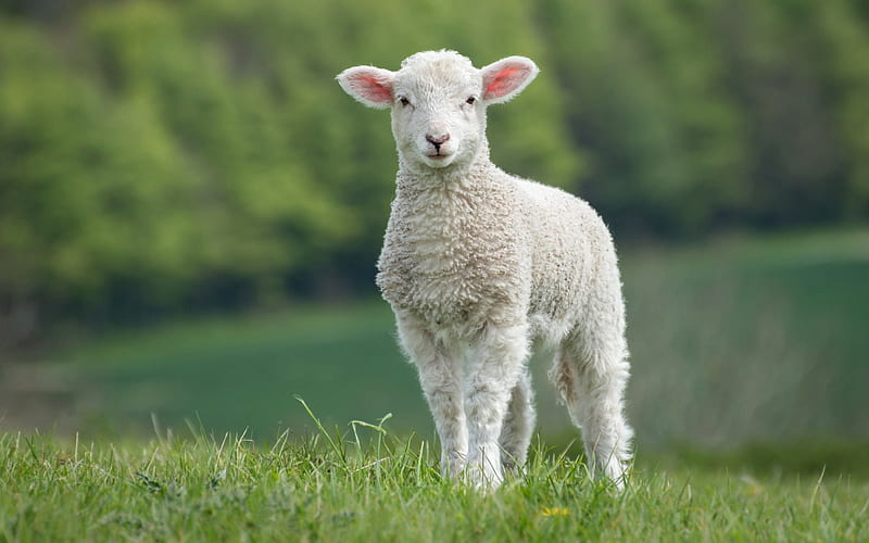 Lamb, sheep, baby, animal, HD wallpaper