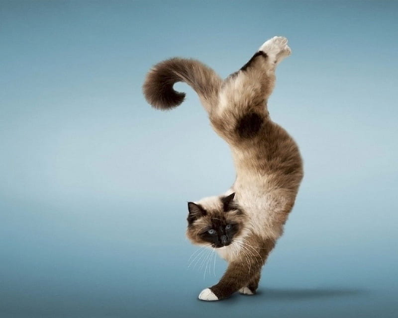 Cat acrobat :), pretty, lovely, kitty, bonito, cat face, cute, paws, face, kitten, cats, HD wallpaper