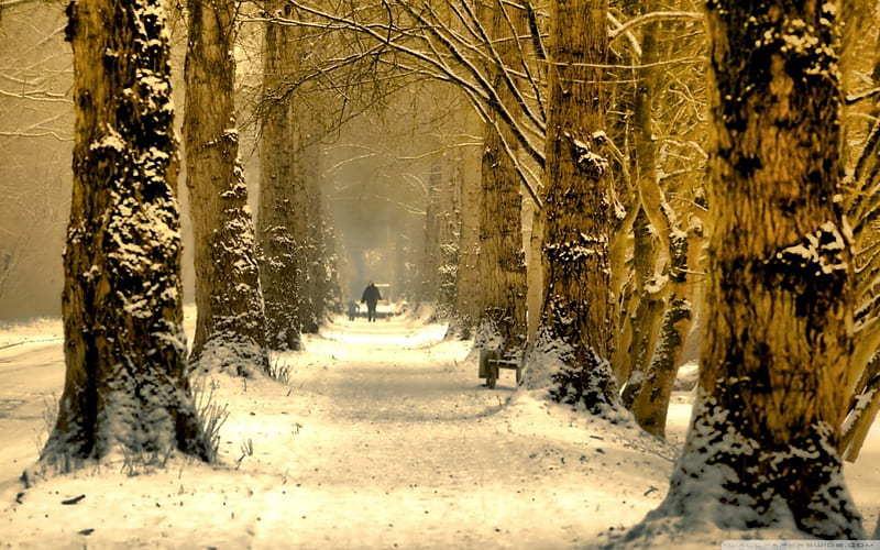 Winter Alley, winter road, winter wonderland, winter forest, HD wallpaper