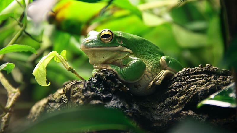 Frogs, Animal, Tree Frog, White Lipped Tree Frog, HD wallpaper