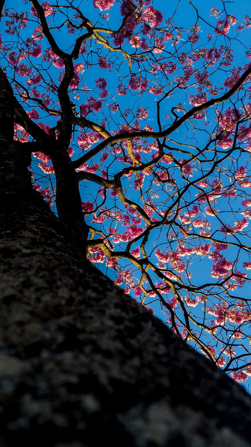 sakura, flowers, tree, bloom, HD phone wallpaper