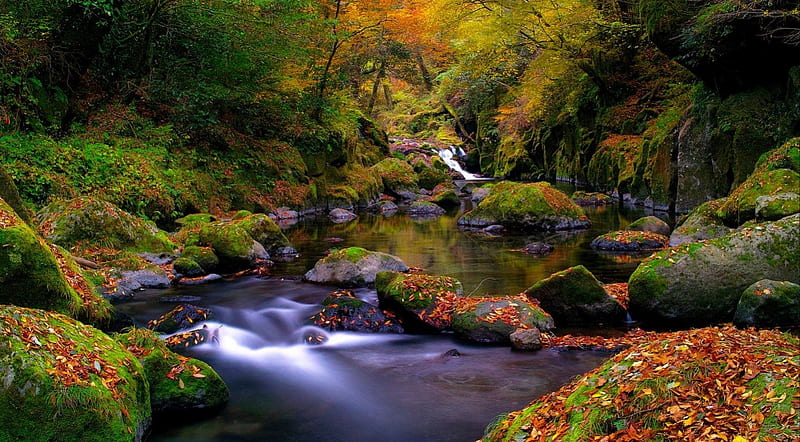 Autumn creek forest stream fall autumn creek leaf leaves