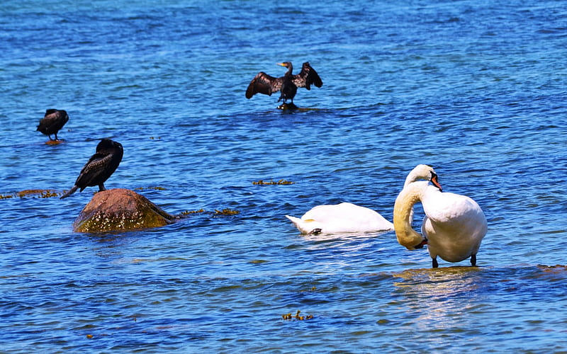 Swans and Cormorants, water, black, wildlife, white, sea, HD wallpaper