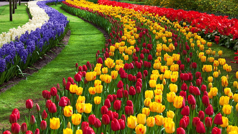 Tulip flower garden, Red, Flora, Colourful, Blossoms, Keukenhof, Bloom,  Garden, HD wallpaper | Peakpx