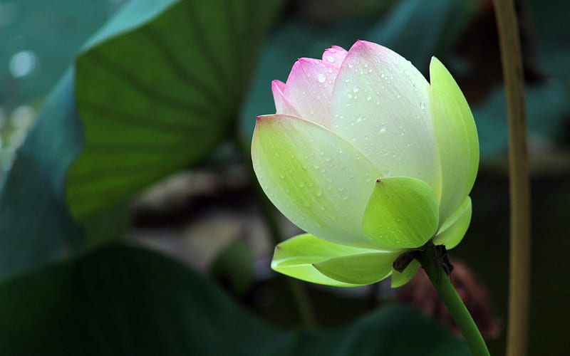 Summer Bloom After rain Lotus 2020 Flower, HD wallpaper