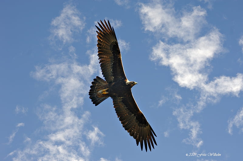 Golden Eagle, Birds of Prey, Eagles, Nature, HD wallpaper