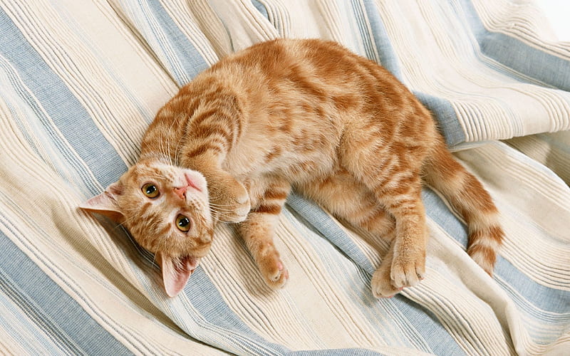 pet, red cat, blanket, stay, HD wallpaper