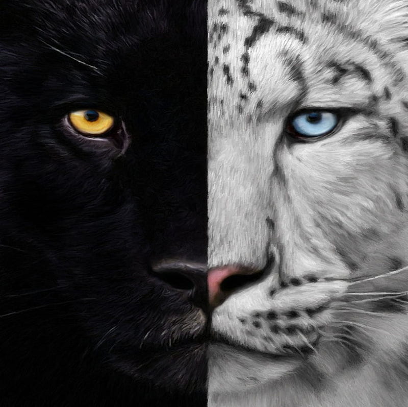 NIGHT & DAY, black, day, tiger, white, panther, night, HD wallpaper | Peakpx