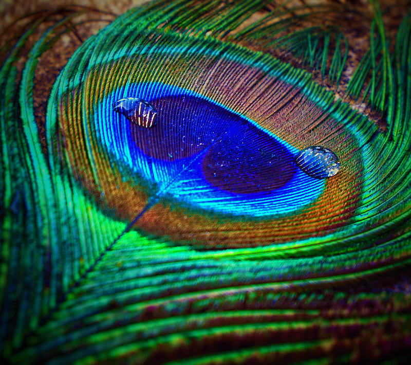 Peacock feather, creative, feathers, latest, peacock, peacocks, graphy,  real, HD wallpaper | Peakpx