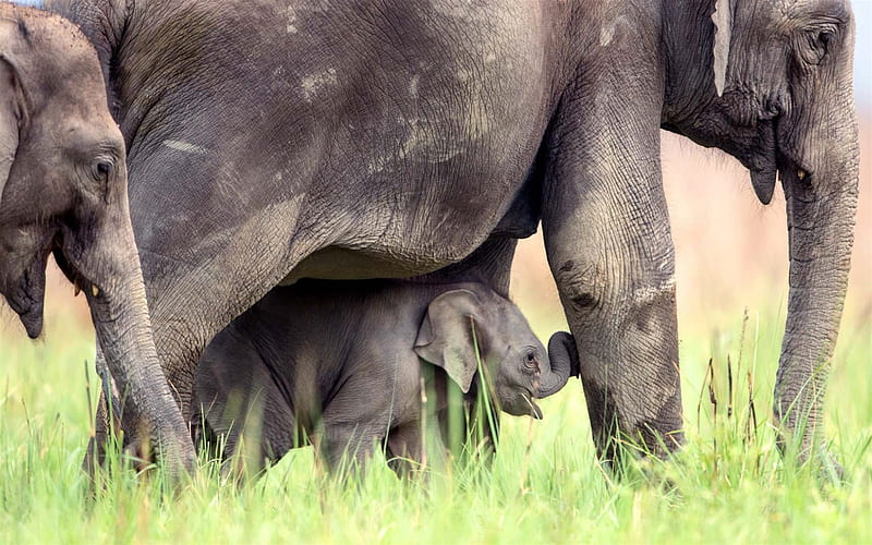 Indian elephants, wildlife, little baby elephant, family, Jim Corbett National Park, India, HD wallpaper