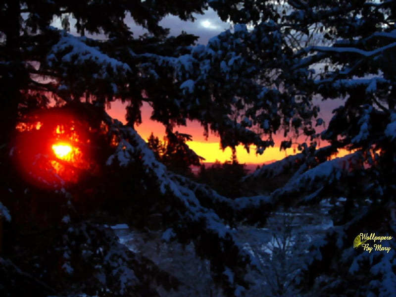 Sue's Sunset, trees, snow, sunsets, snowytrees, HD wallpaper