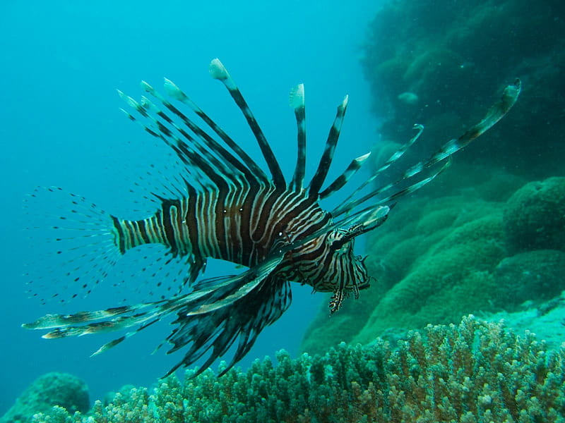 Lionfish - Great Barrier Reef, australia, coral reef, lionfish, ocean, HD wallpaper