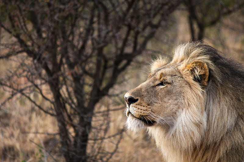 lion, big cat, king of beasts, full face, HD wallpaper
